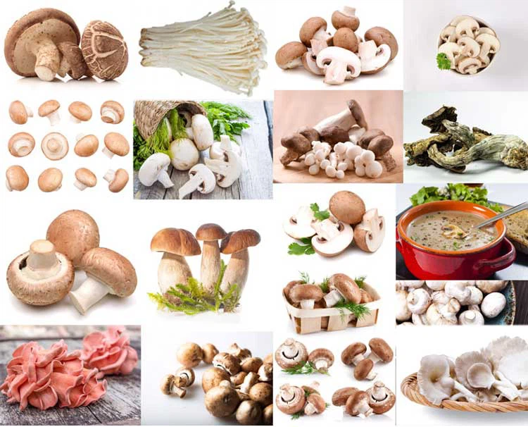 fungus fungi bagging machine fungus fungi bagging machine